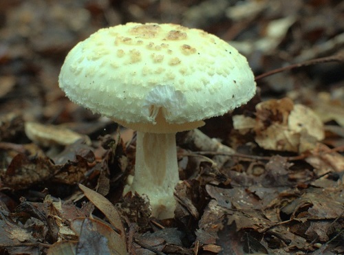 Як впізнати мухомор поганковідний або Amanita citrina