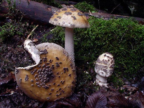 Як впізнати мухомор сицилійський або Amanita ceciliae